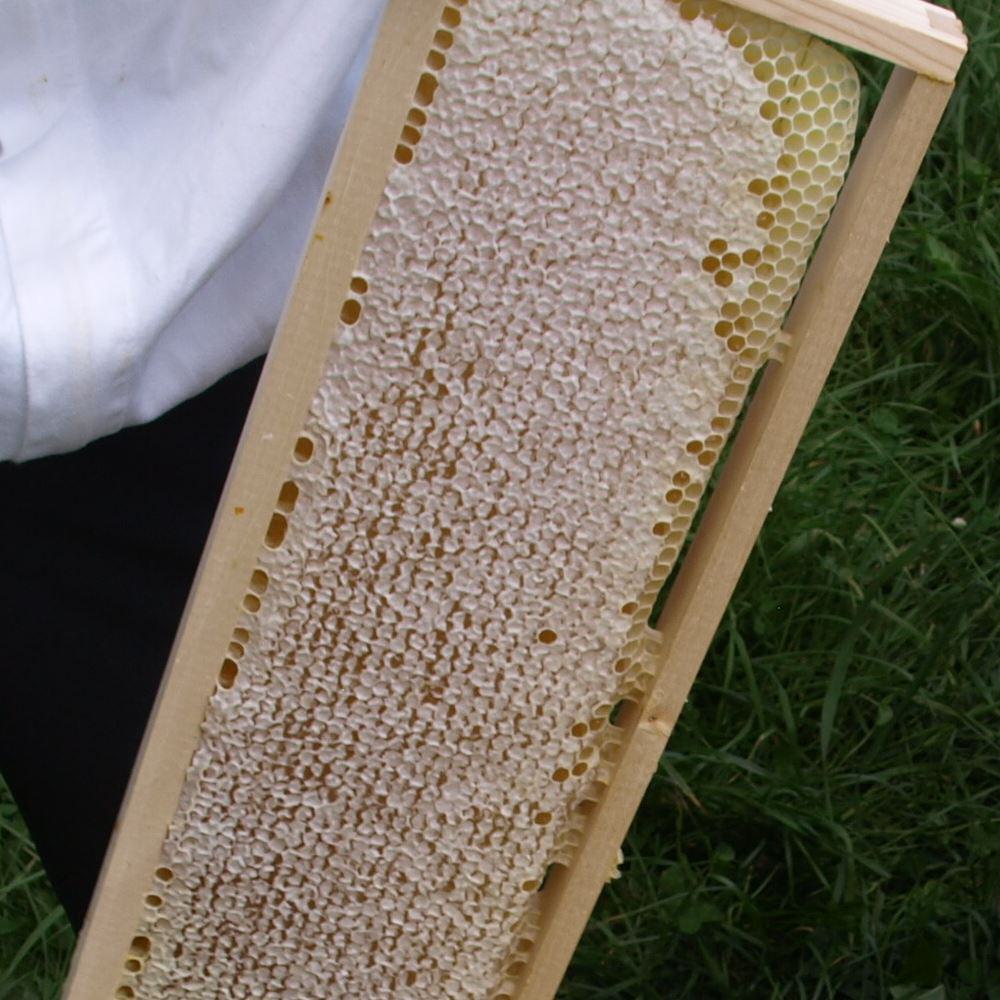 Unseren Honig erhalten wir von hellgelben unbebrüteten Waben. Er wird